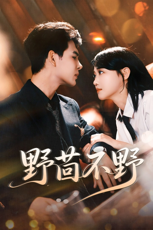 野茴不野（67集）热门短剧来袭