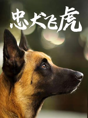 忠犬飞虎（33集）免费热门短剧