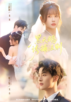 黑天鹅诱捕法册（80集）在线观看